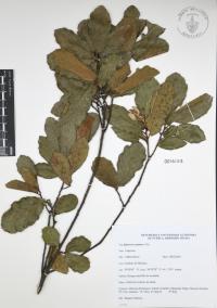 Quercus castanea image