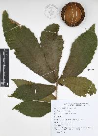 Quercus insignis image