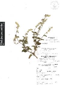 Salvia breviflora image