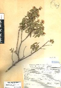 Ageratina espinosarum image