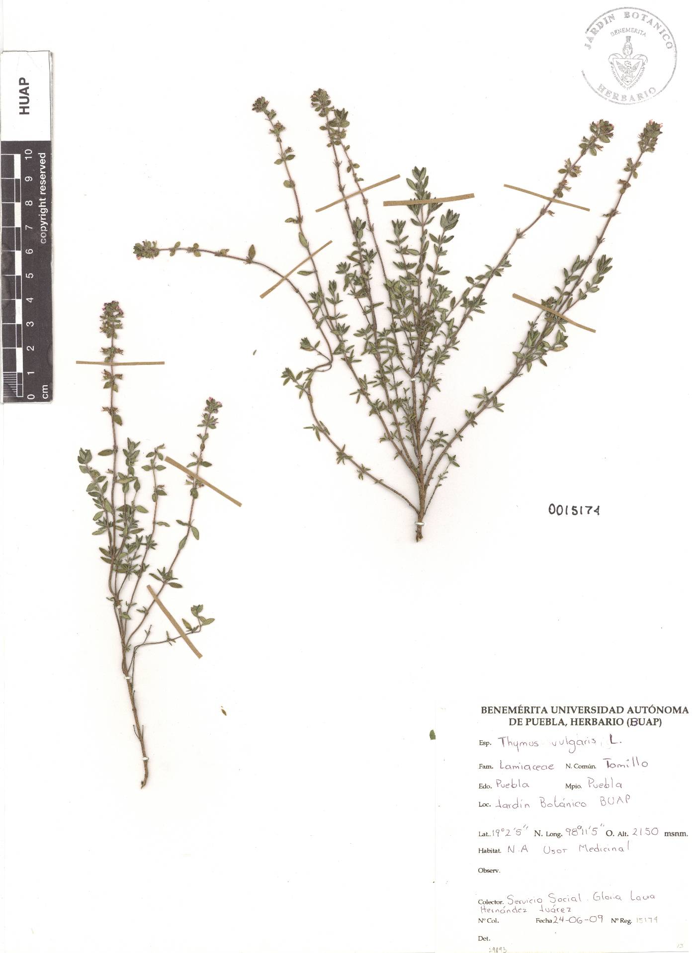 Thymus vulgaris image