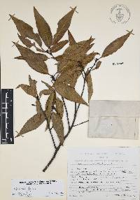 Quercus affinis image