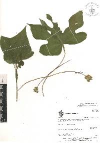 Dorstenia contrajerva image