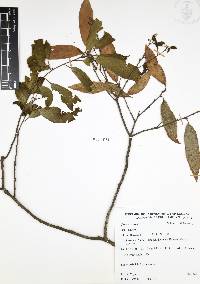 Quercus affinis image