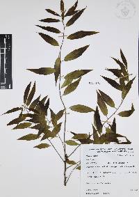 Quercus affinis image