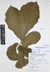 Quercus candicans image