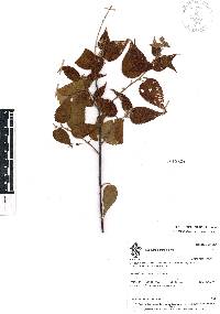 Guazuma ulmifolia image