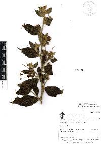 Helicteres guazumifolia image