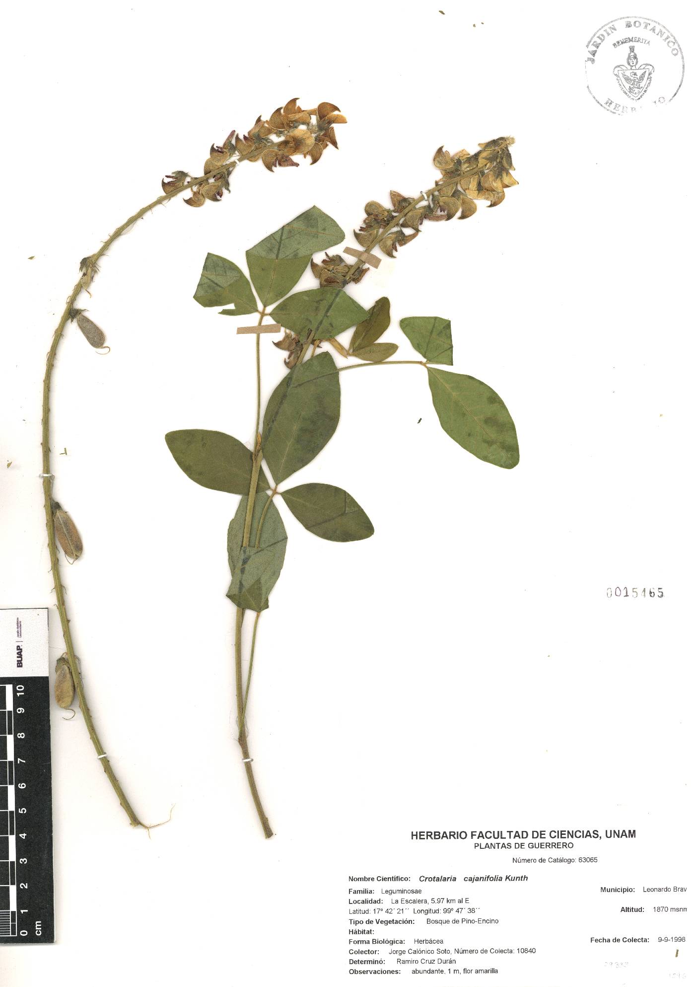 Crotalaria cajanifolia image