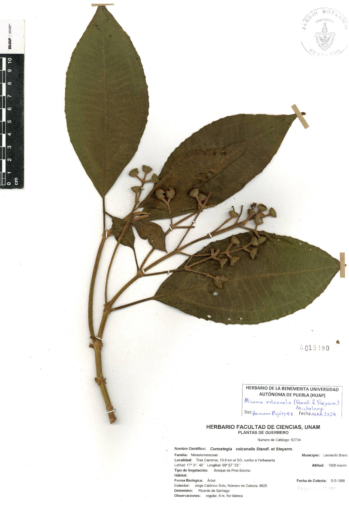 Miconia volcanalis image