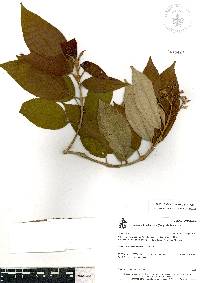 Miconia xalapensis image