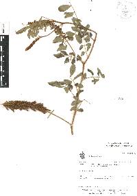 Indigofera hirsuta image