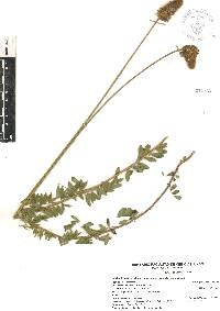 Dalea sericea image