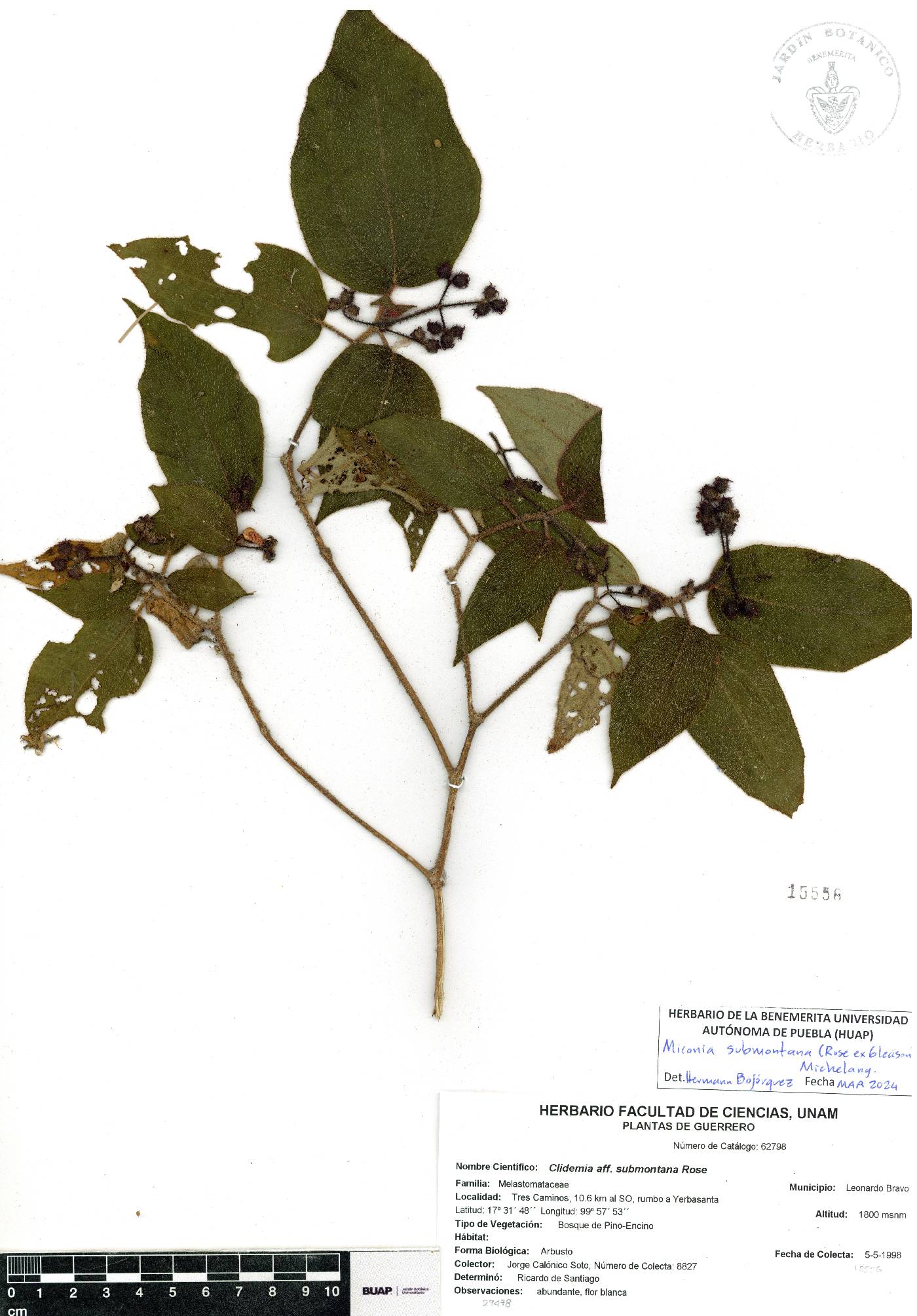 Miconia submontana image