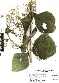 Trigonospermum melampodioides image