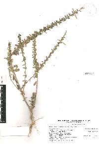 Loeselia coerulea image