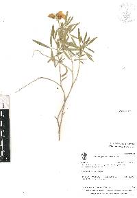 Crotalaria acapulcensis image