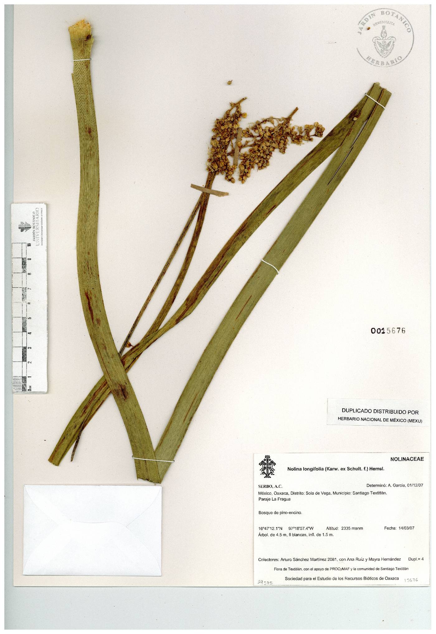 Nolina longifolia image