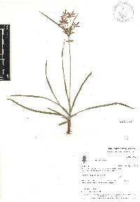 Cyperus rotundus image