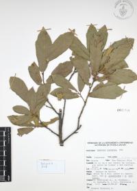 Quercus castanea image