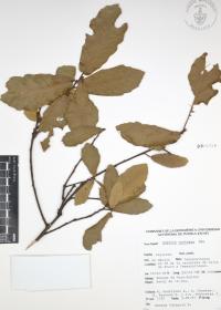Quercus castanea image