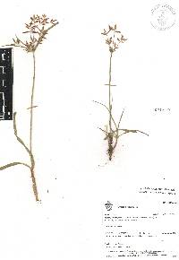 Cyperus rotundus image