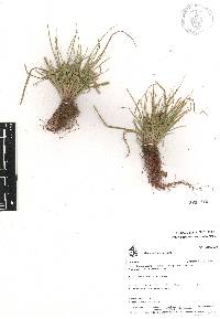 Cyperus humilis image