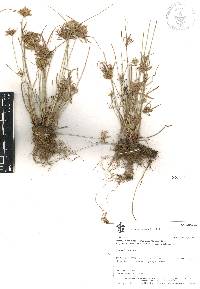 Cyperus polystachyos image