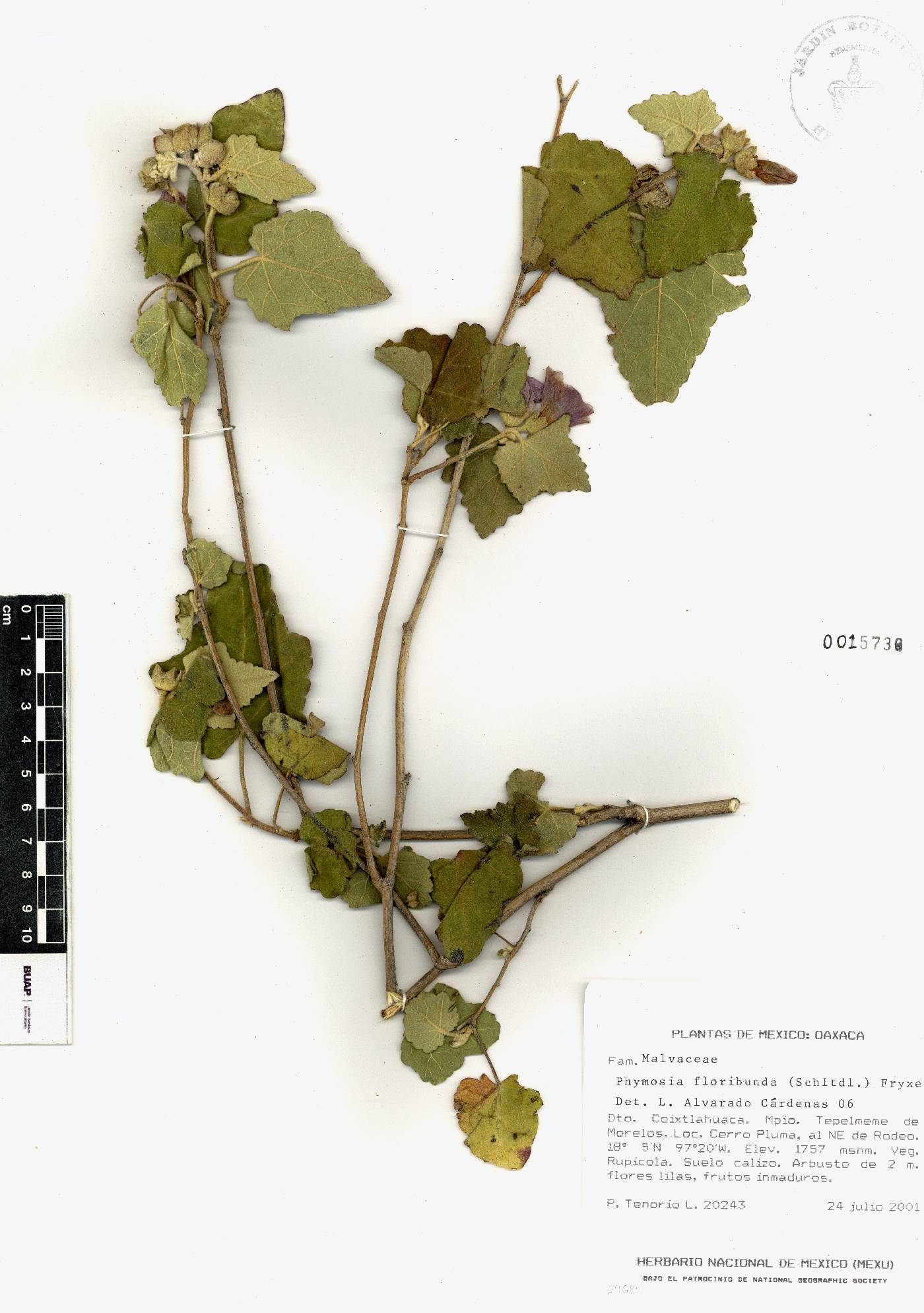 Phymosia floribunda image