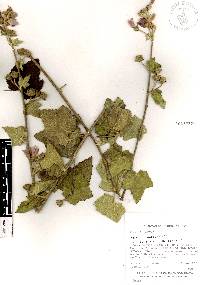 Malva nicaeensis image