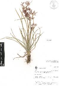 Cyperus rotundus image