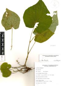 Lepianthes peltata image
