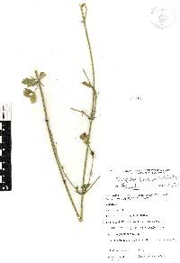 Adenophyllum glandulosum image