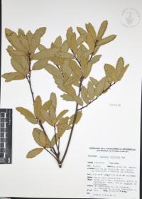 Quercus castanea image