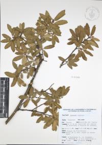 Quercus castanea image