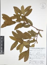 Quercus castanea image