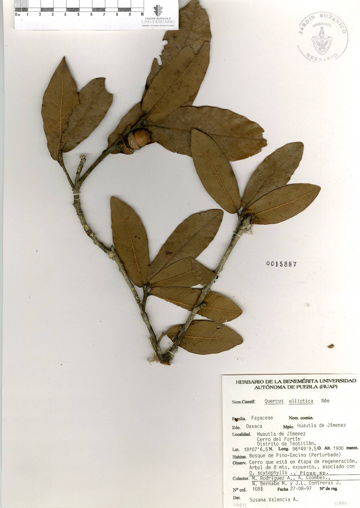 Quercus elliptica image