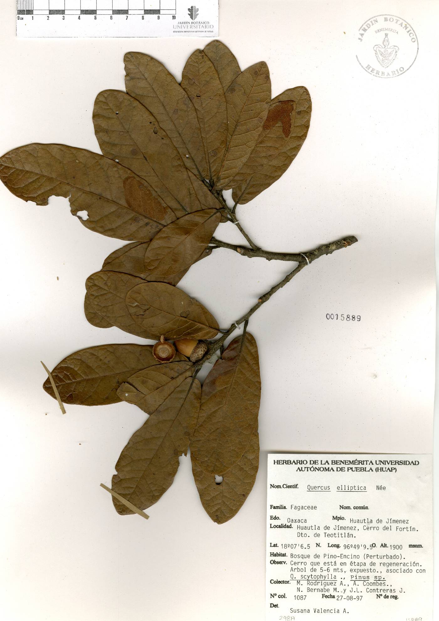 Quercus elliptica image