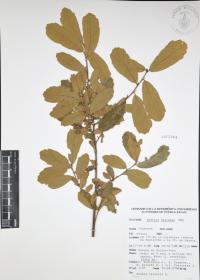 Quercus castanea image