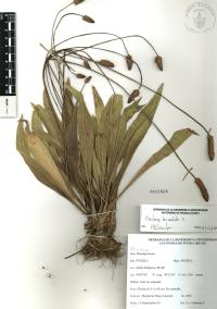 Plantago lanceolata image