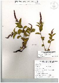 Acalypha phleoides image