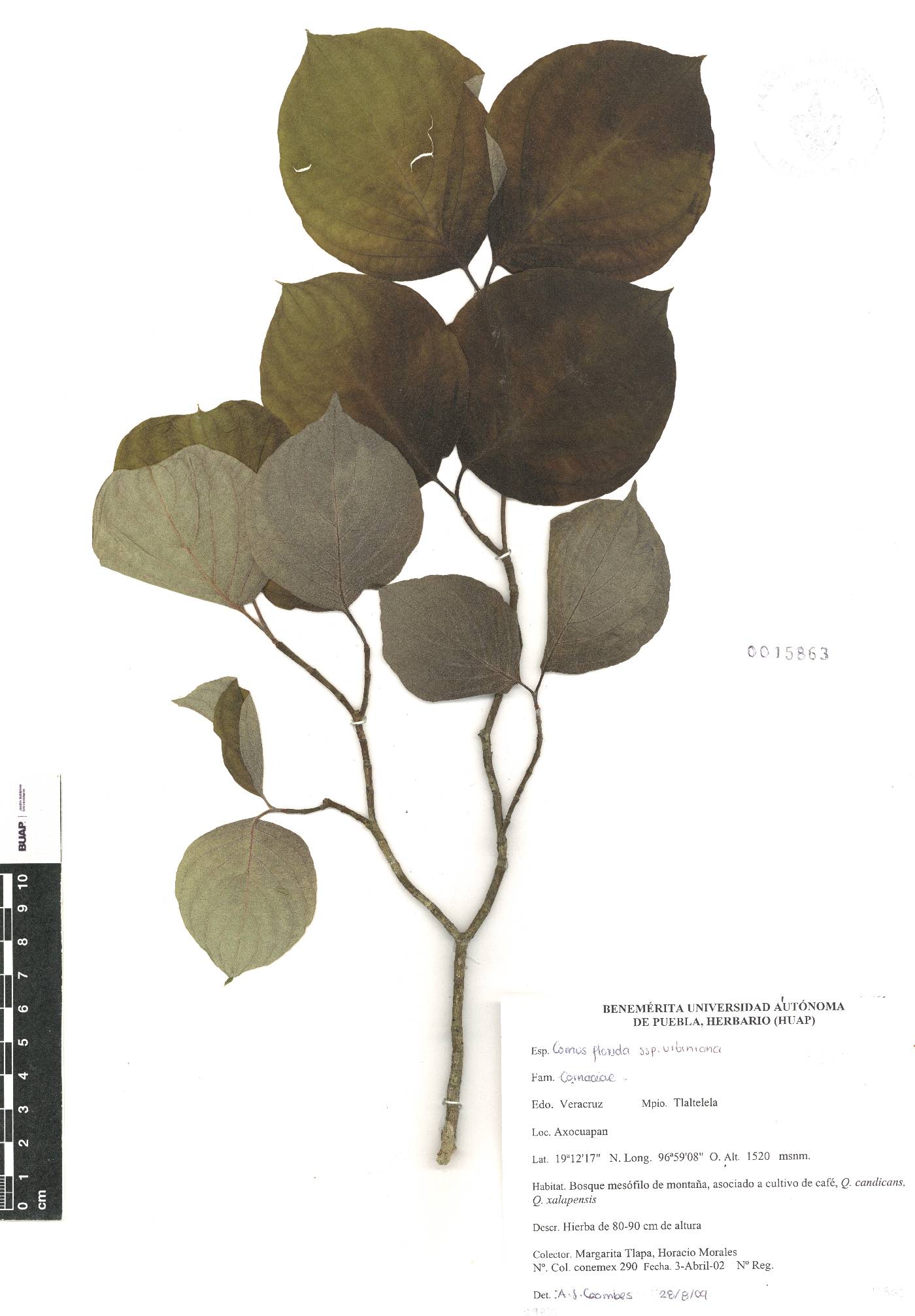Cornus florida var. urbiniana image