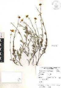 Coreopsis cyclocarpa var. pinnatisecta image
