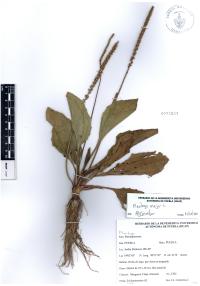 Plantago major image