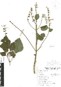 Salvia xalapensis image