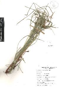 Cyperus hermaphroditus image