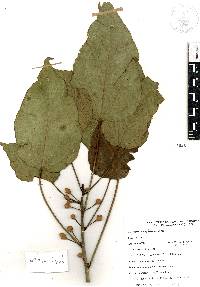 Hampea integerrima image