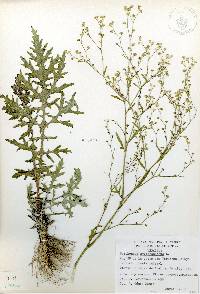 Parthenium hysterophorus image