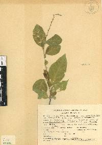 Petiveria alliacea image