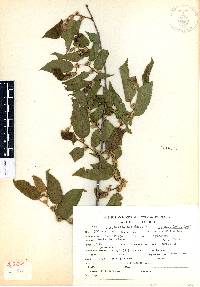 Guazuma ulmifolia image